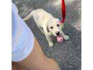 Labrador Retriever Puppy for sale in Denison, TX, USA