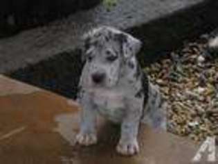 Great Dane Puppy for sale in Georgetown, TX, USA