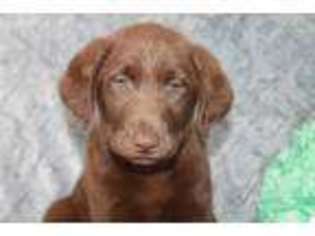 Labrador Retriever Puppy for sale in Wakarusa, IN, USA