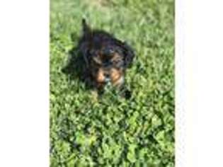 Cavalier King Charles Spaniel Puppy for sale in Neodesha, KS, USA