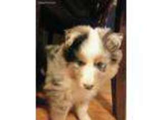 Shetland Sheepdog Puppy for sale in Murphy, NC, USA