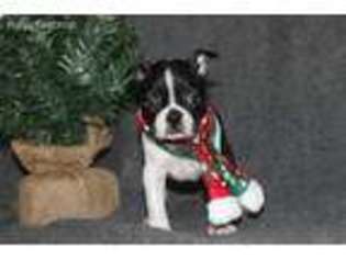 Boston Terrier Puppy for sale in Lowry City, MO, USA