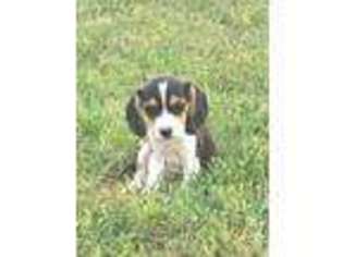 Beagle Puppy for sale in Gentry, AR, USA