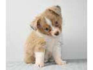 Miniature Australian Shepherd Puppy for sale in Deridder, LA, USA