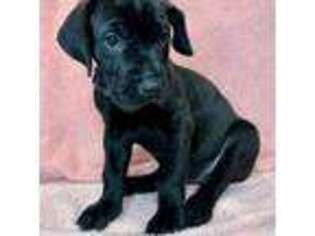 Great Dane Puppy for sale in Putney, VT, USA