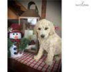 Goldendoodle Puppy for sale in Topeka, KS, USA