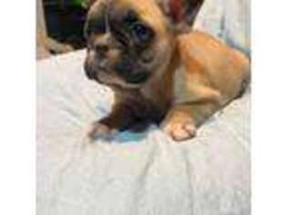 French Bulldog Puppy for sale in Stillwater, OK, USA