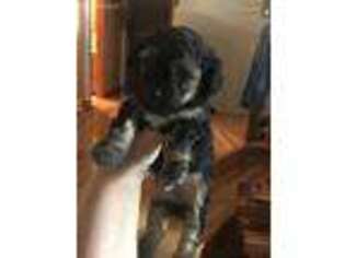 Mutt Puppy for sale in Freeburg, MO, USA