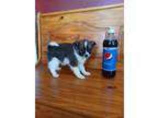 Alaskan Klee Kai Puppy for sale in Rigby, ID, USA