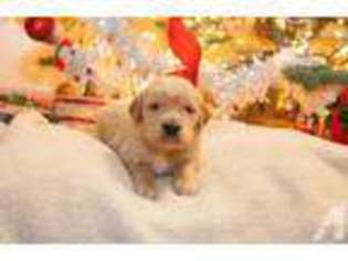 Golden Retriever Puppy for sale in JAMESTOWN, NY, USA
