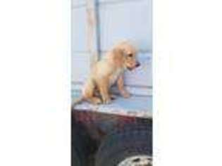 Golden Retriever Puppy for sale in Gering, NE, USA