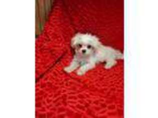 Maltese Puppy for sale in Chaumont, NY, USA