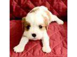 Cavalier King Charles Spaniel Puppy for sale in Watsontown, PA, USA