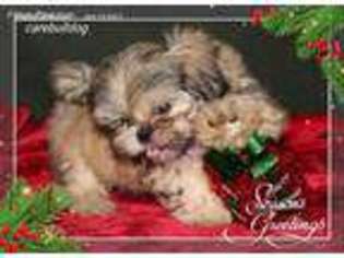 Shorkie Tzu Puppy for sale in Live Oak, FL, USA