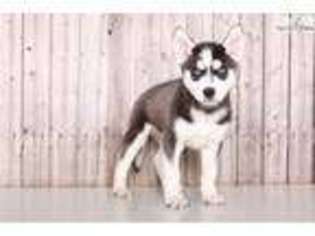 Siberian Husky Puppy for sale in Columbus, OH, USA