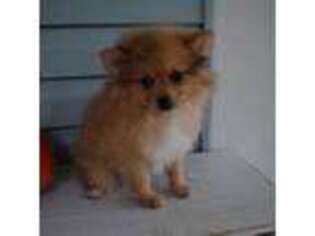 Pomeranian Puppy for sale in Mountain Grove, MO, USA