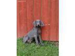 Weimaraner Puppy for sale in Pittsburgh, PA, USA