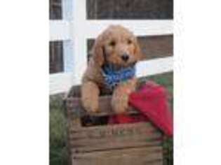 Goldendoodle Puppy for sale in Boones Mill, VA, USA