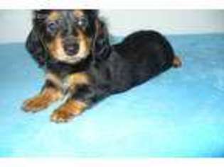 Dachshund Puppy for sale in Cato, NY, USA