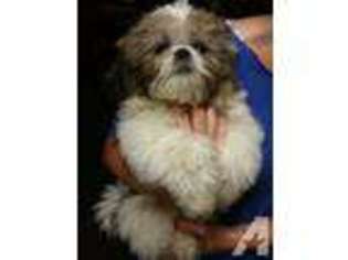 Mutt Puppy for sale in KURTISTOWN, HI, USA