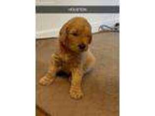 Goldendoodle Puppy for sale in Suffolk, VA, USA