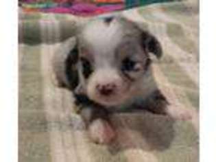 Miniature Australian Shepherd Puppy for sale in Jasonville, IN, USA
