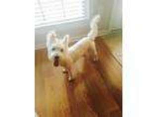 West Highland White Terrier Puppy for sale in Enterprise, AL, USA