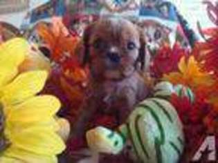 Cavalier King Charles Spaniel Puppy for sale in WESTMORELAND, TN, USA