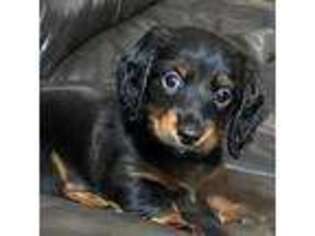Dachshund Puppy for sale in Mount Dora, FL, USA