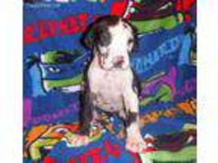 Great Dane Puppy for sale in Caldwell, TX, USA