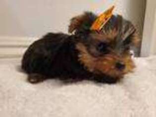 Yorkshire Terrier Puppy for sale in Rowland Heights, CA, USA