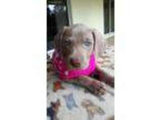 Weimaraner Puppy for sale in Lehigh Acres, FL, USA