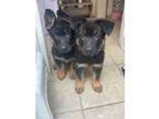 German Shepherd Dog Puppy for sale in Los Angeles, CA, USA