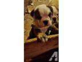 Bulldog Puppy for sale in RICHMOND, IN, USA