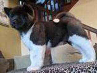 Akita Puppy for sale in Lake Hamilton, FL, USA