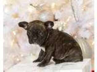 French Bulldog Puppy for sale in Mc Alisterville, PA, USA