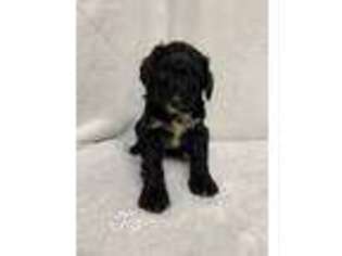 Mutt Puppy for sale in West Alexandria, OH, USA