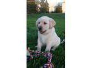 Labrador Retriever Puppy for sale in Newville, PA, USA