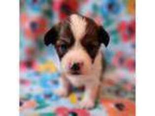 Pembroke Welsh Corgi Puppy for sale in Hardy, VA, USA