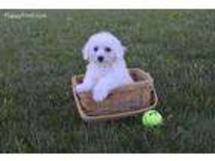 Bichon Frise Puppy for sale in Fredericksburg, OH, USA