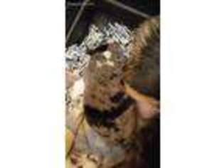 Pembroke Welsh Corgi Puppy for sale in Savanna, IL, USA