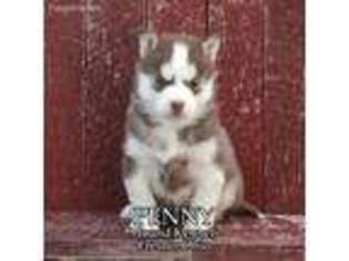 Siberian Husky Puppy for sale in Fresno, OH, USA