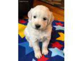 Mutt Puppy for sale in Dickinson, ND, USA