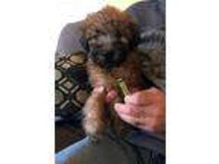 Soft Coated Wheaten Terrier Puppy for sale in Eden Valley, MN, USA