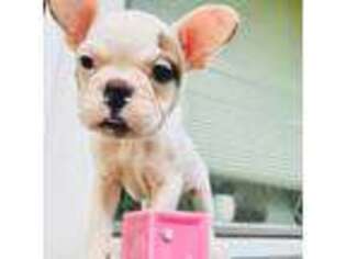 French Bulldog Puppy for sale in Gig Harbor, WA, USA