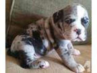 Olde English Bulldogge Puppy for sale in GLASCO, NY, USA