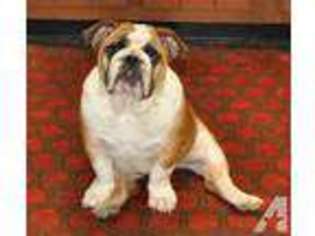 Bulldog Puppy for sale in FAIRMONT, WV, USA