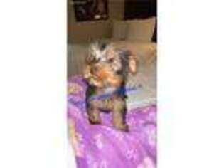 Yorkshire Terrier Puppy for sale in Homestead, FL, USA