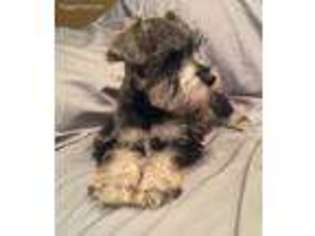 Mutt Puppy for sale in Baltic, SD, USA