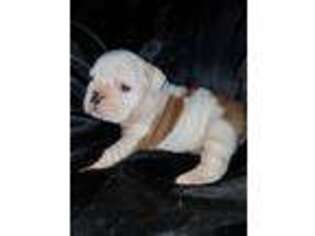 Bulldog Puppy for sale in Beattie, KS, USA